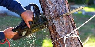 Best Tree Health Inspection  in Presidential Lakes Estates, NJ